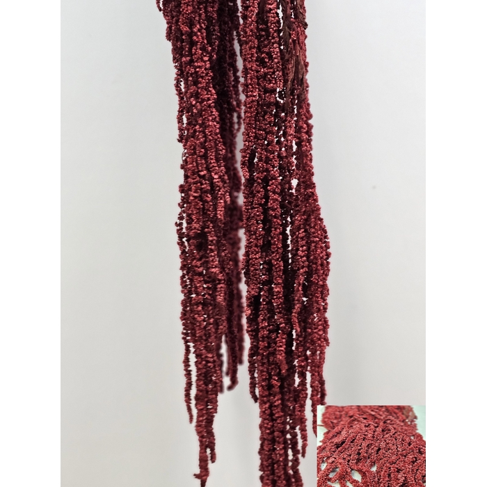 <h4>GESTABILISEERD AMARANTHUS (H) BORDEAUX</h4>