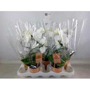 Phalaenopsis   ...