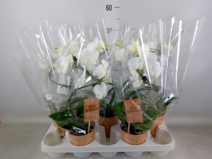 <h4>Phalaenopsis   ...</h4>