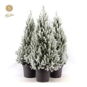 Picea gl. 'December'® P26 80/90 + Snow