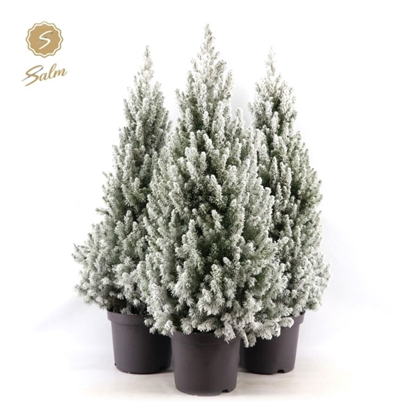 <h4>Picea gl. 'December'® P26 80/90 + Snow</h4>