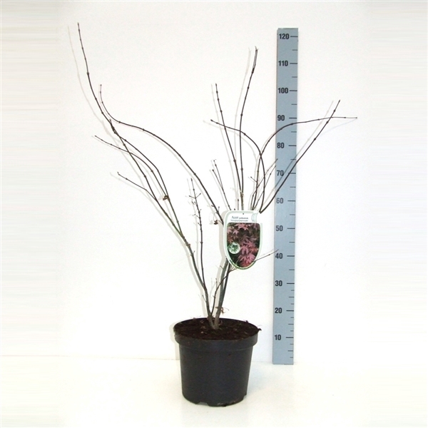 <h4>Acer palmatum 'Atropurpureum' P26 Full CC</h4>