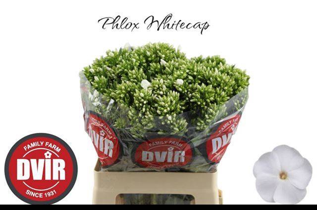 <h4>Phlox P Whitecap</h4>