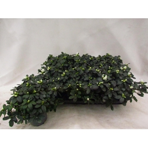 RHODO SI WITTE VOGEL