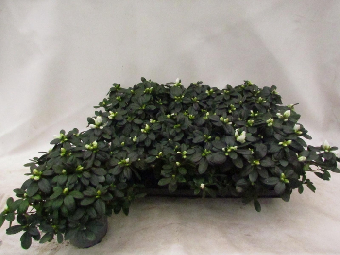 <h4>RHODO SI WITTE VOGEL</h4>