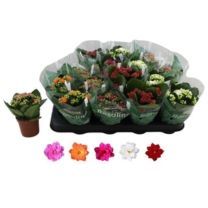 KALAN CALAN MIX ROSALINA P7