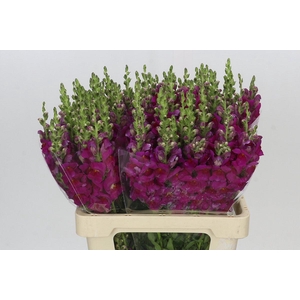 Antirrhinum Potomac Bordeaux