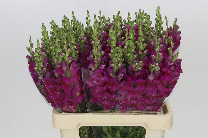 Antirrhinum Potomac Bordeaux