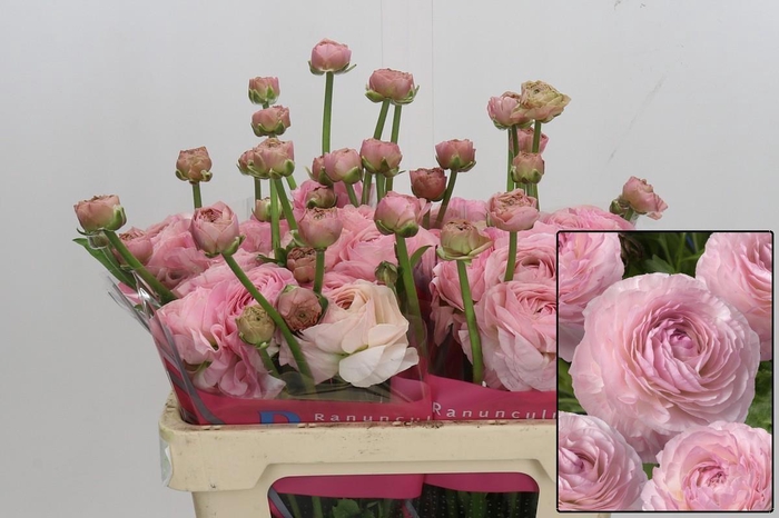 <h4>RAN ROMANCE SEINE</h4>