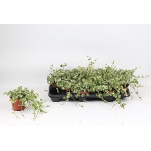 GLEC HE VARIEGATA