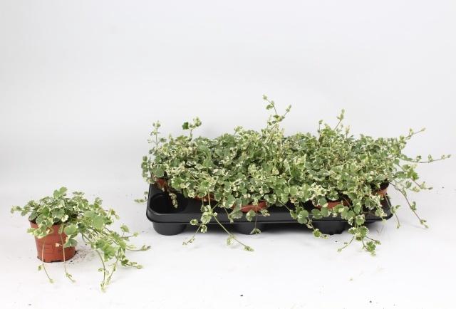 <h4>GLEC HE VARIEGATA</h4>