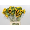 Helianthus Orange Fire