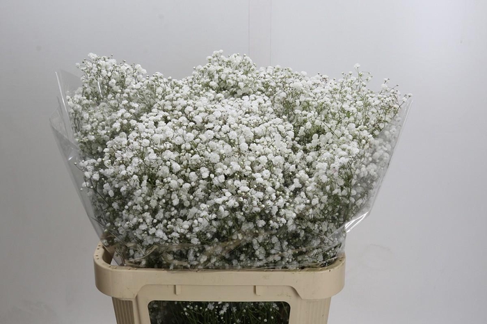 <h4>Gyps Xlence 1000 gr</h4>