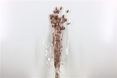 <h4>Dried Phalaris 100gr Champagne Bunch Slv</h4>