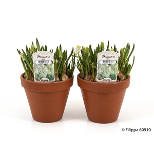 MUSCARI ARMENIACUM P12 WIT