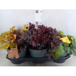 Heuchera  'Indian Summer'   ...mix