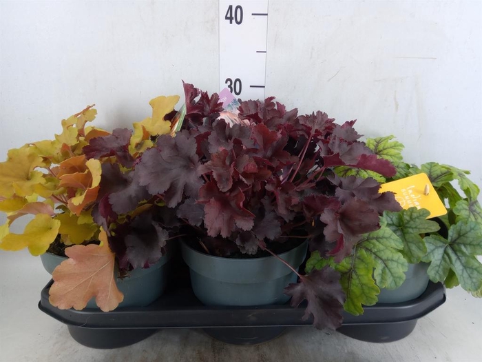 <h4>Heuchera  'Indian Summer'   ...mix</h4>