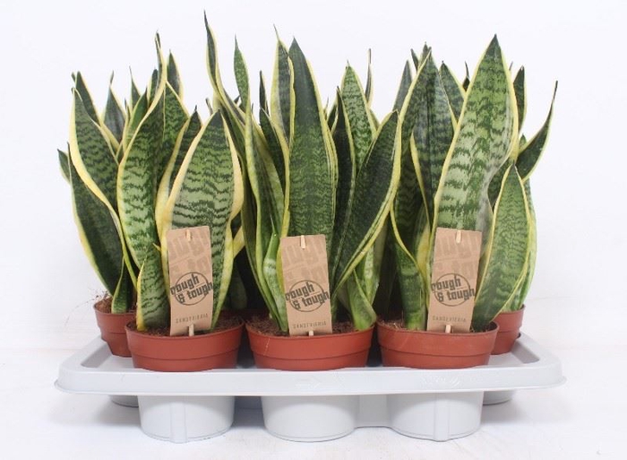 <h4>Sansevieria trifa. 'Futura Superba'</h4>