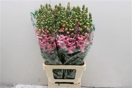 <h4>Antir Poto Pink</h4>