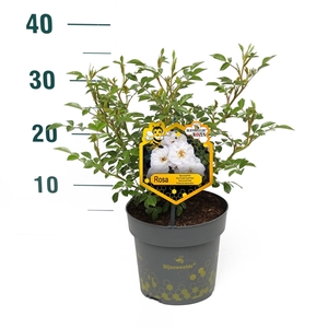 Rosa 'White' - Struik - P17 - Bijenweelde