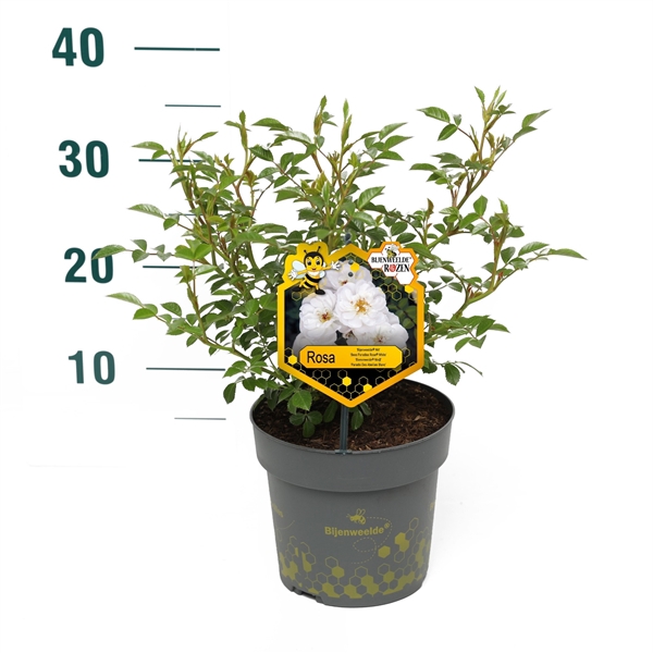 <h4>Rosa 'White' - Struik - P17 - Bijenweelde</h4>