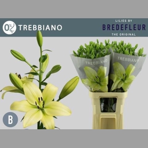 LI LA TREBBIANO