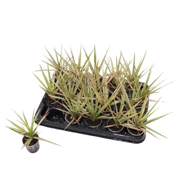 <h4>Dracaena marginata Bicolor</h4>