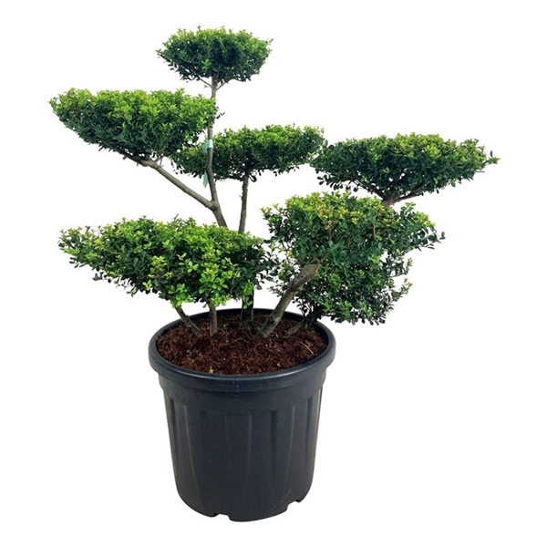 <h4>Ilex crenata 'Green Hedge'</h4>