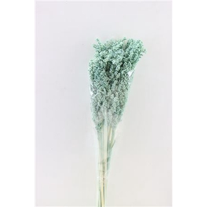 Dried Sorghum 6pc Turquoise Bunch