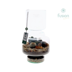 Green Bottle Lotte Large met Cactussen arrangement