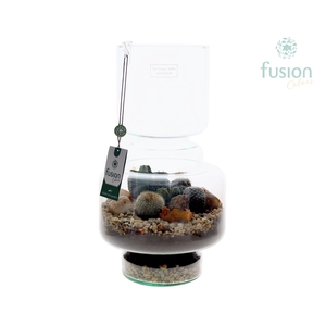 Green Bottle Lotte Large met Cactussen arrangement