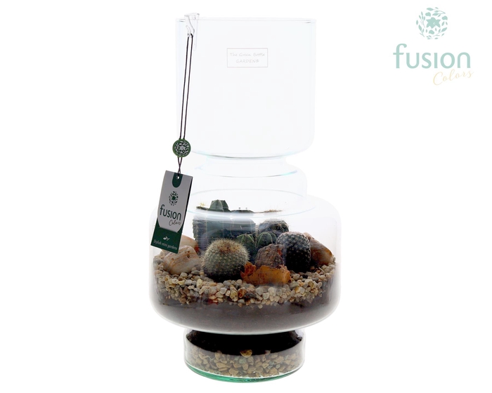 <h4>Green Bottle Lotte Large met Cactussen arrangement</h4>