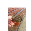 SEMPERVIVUM-HYBRID P12 M.ETIKET