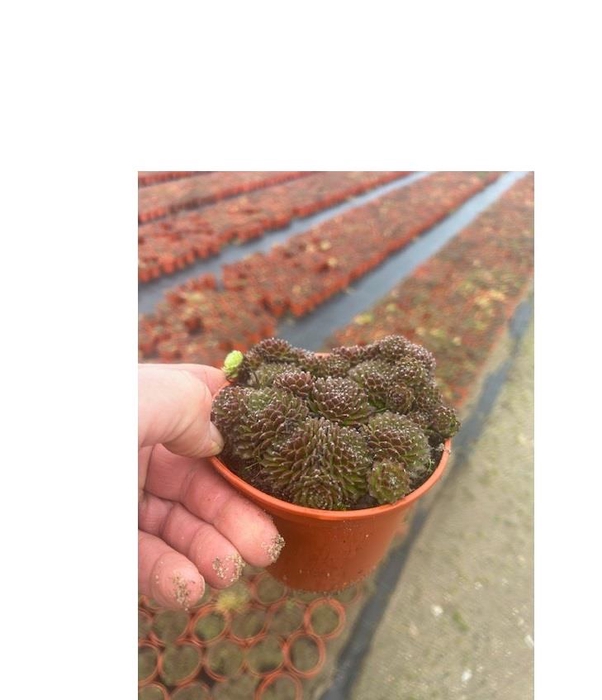 <h4>SEMPERVIVUM-HYBRID P12 M.ETIKET</h4>