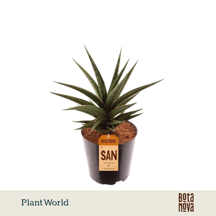 <h4>Sansevieria Blue Dancing Queen</h4>