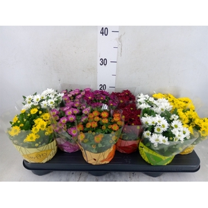 Chrysanthemum  'Swifty'  ...mix