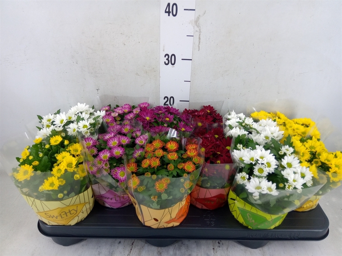 <h4>Chrysanthemum  'Swifty'  ...mix</h4>