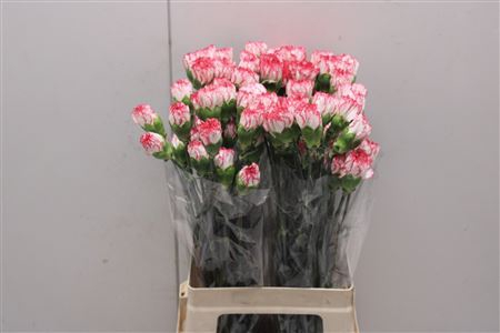 <h4>Di St Peppermint</h4>