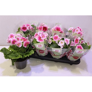 arr8 Prim Ob Tm Red White