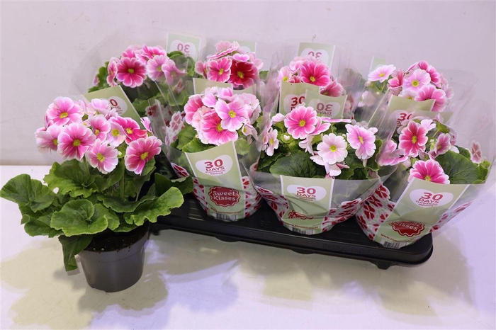 <h4>arr8 Prim Ob Tm Red White</h4>