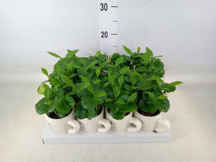 <h4>Coffea arabica</h4>