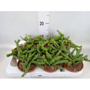 Crassula marnieriana