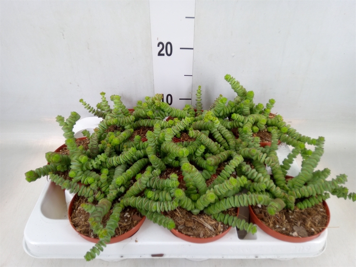 <h4>Crassula marnieriana</h4>