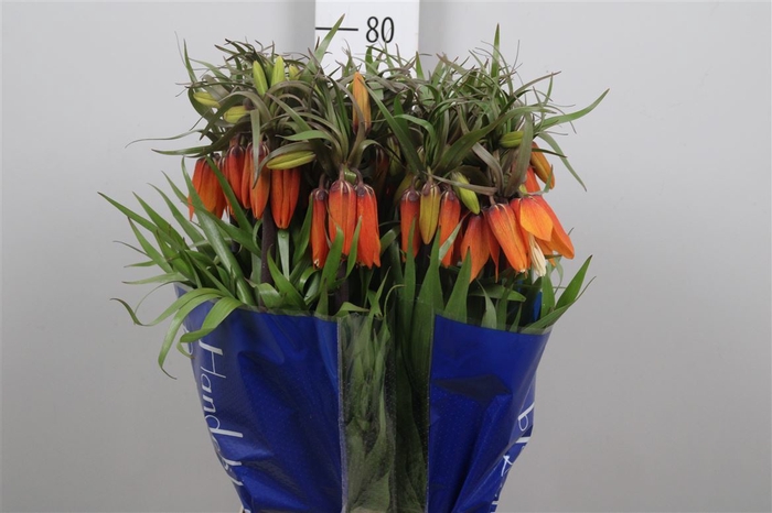<h4>Fritillaria Orange Beauty</h4>