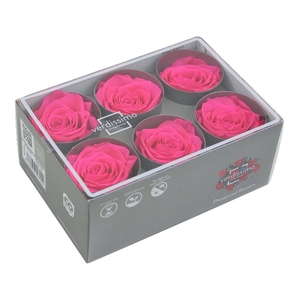 Roos standard bright pink