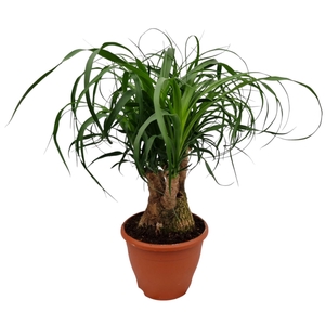 BEAUCARNEA RECUR