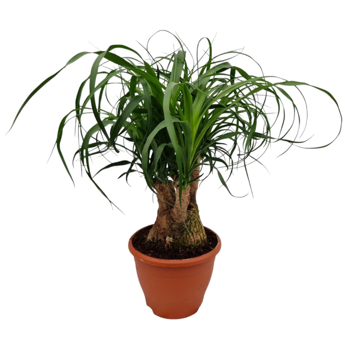 <h4>BEAUCARNEA RECUR</h4>