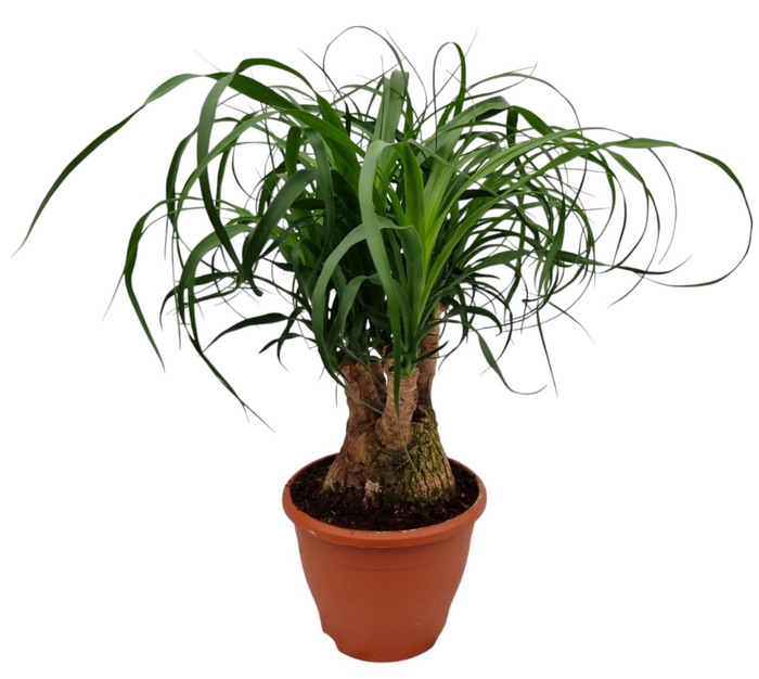 <h4>BEAUCARNEA RECUR</h4>
