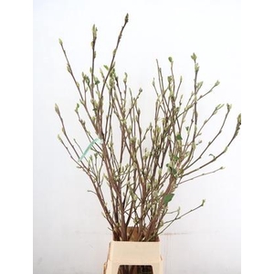 MAGNOLIA SUPERBA 160CM