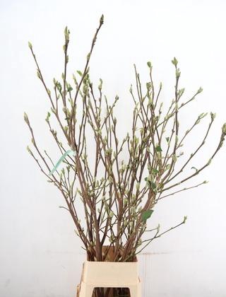 <h4>MAGNOLIA SUPERBA 160CM</h4>